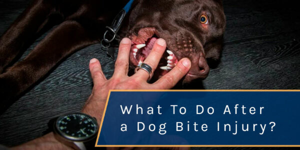 What To Do After a Dog Bite Injury in Florida